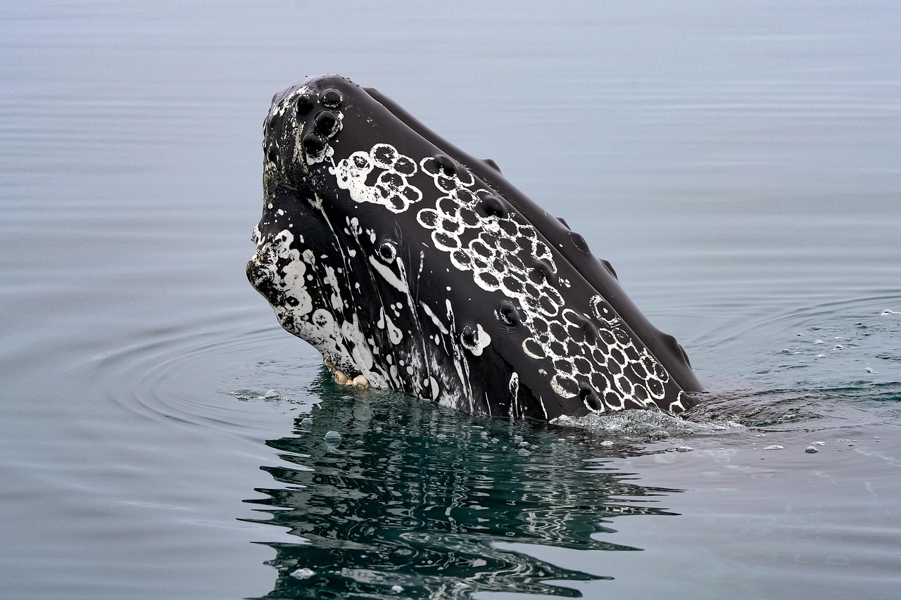 Nager avec les requins-baleines aux Philippines découvrez l'expérience unique de nager avec les requins-baleines aux philippines, une aventure inoubliable au cœur d'une nature marine exceptionnelle.